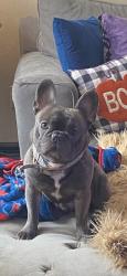 Lost Male Dog last seen Hwy 279, Hawnby Ln, Johnson Ln, Camden Rd, Bella Vista, AR 72715