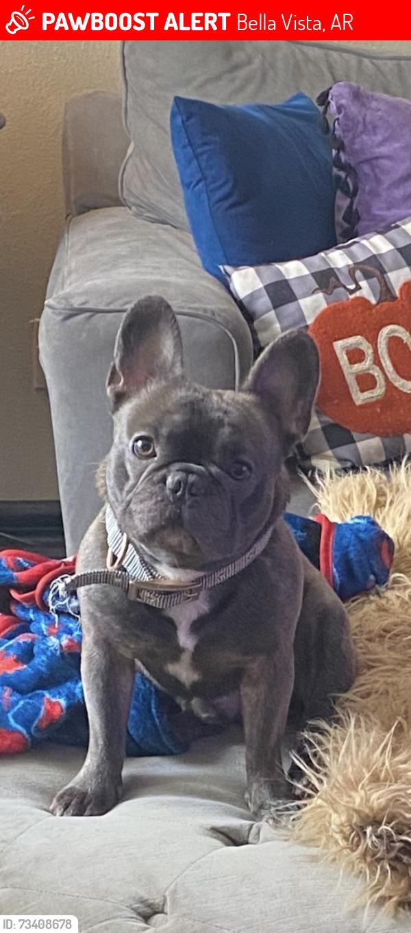 Lost Male Dog last seen Hwy 279, Hawnby Ln, Johnson Ln, Camden Rd, Bella Vista, AR 72715