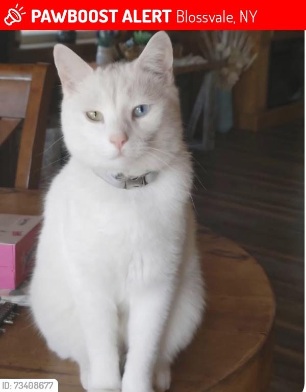 Lost Male Cat last seen Route 49/yager, Blossvale, NY 13308