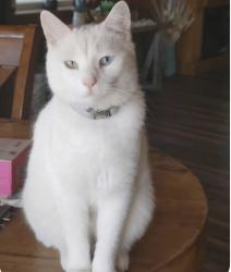 Lost Male Cat last seen Route 49/yager, Blossvale, NY 13308