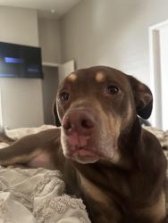 Lost Female Dog last seen Cooper and Elliot, Gilbert, AZ 85233