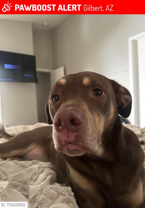 Lost Female Dog last seen Cooper and Elliot, Gilbert, AZ 85233