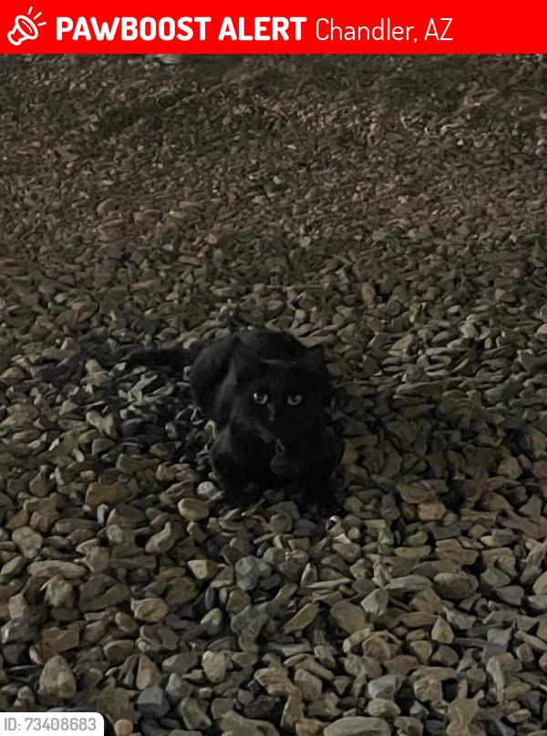 Lost Male Cat last seen Near & Cooper WoodSpring Suites, Chandler, AZ 85286