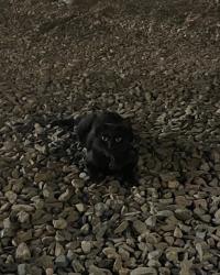 Lost Male Cat last seen Near & Cooper WoodSpring Suites, Chandler, AZ 85286
