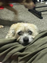 Lost Male Dog last seen Cooper and Elliot, Gilbert, AZ 85233
