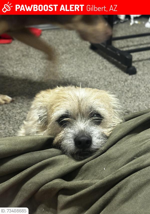 Lost Male Dog last seen Cooper and Elliot, Gilbert, AZ 85233