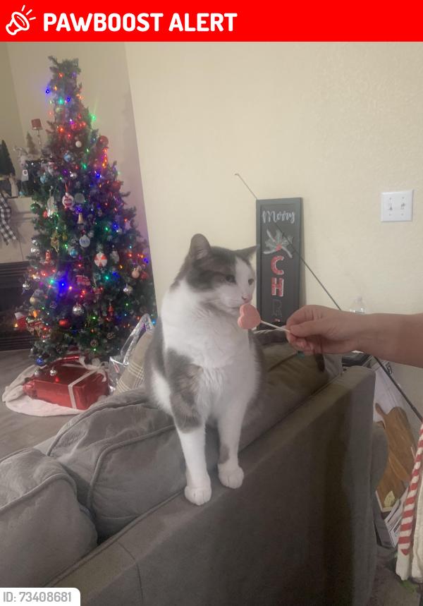 Lost Male Cat last seen Old Glory Drive and Farmstead Place, Colorado Springs, CO 80925
