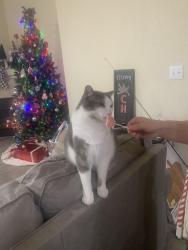 Lost Male Cat last seen Old Glory Drive and Farmstead Place, Colorado Springs, CO 80925