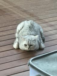 Lost Male Cat last seen Casey Green, Narre Warren, VIC 3805