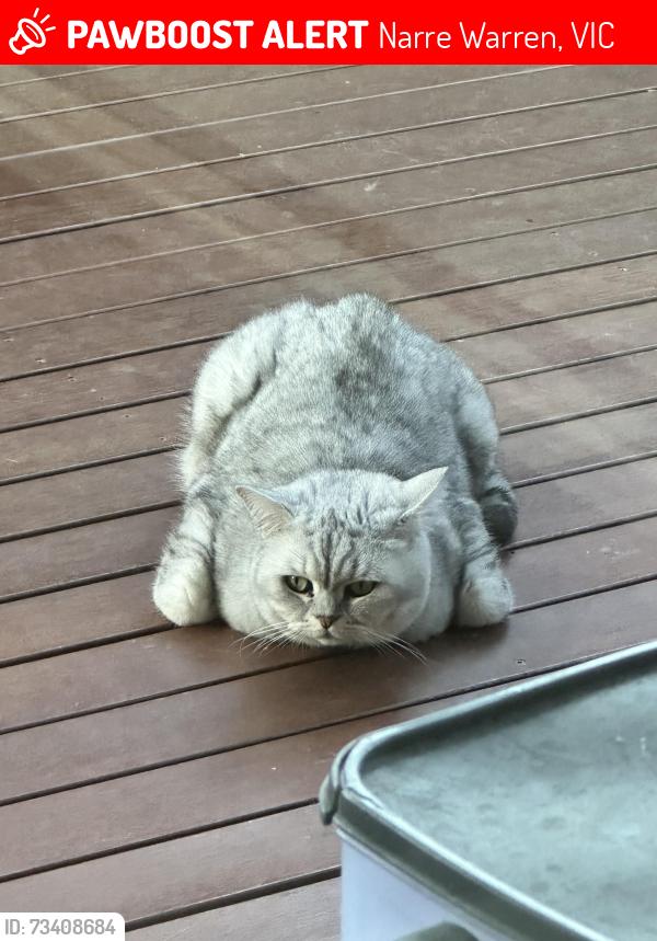 Lost Male Cat last seen Casey Green, Narre Warren, VIC 3805