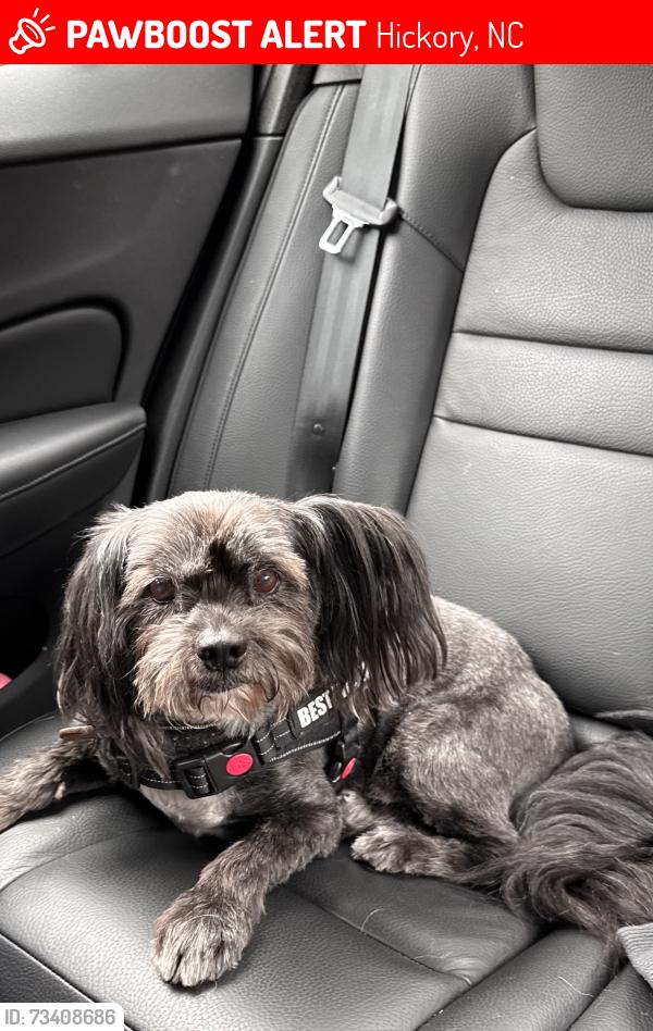 Lost Male Dog last seen Edgewater Road Hickory, NC, Hickory, NC 28601