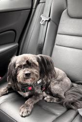 Lost Male Dog last seen Edgewater Road Hickory, NC, Hickory, NC 28601