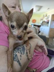 Found/Stray Male Dog last seen Mather Field and White Rock, Sacramento County, CA 95742