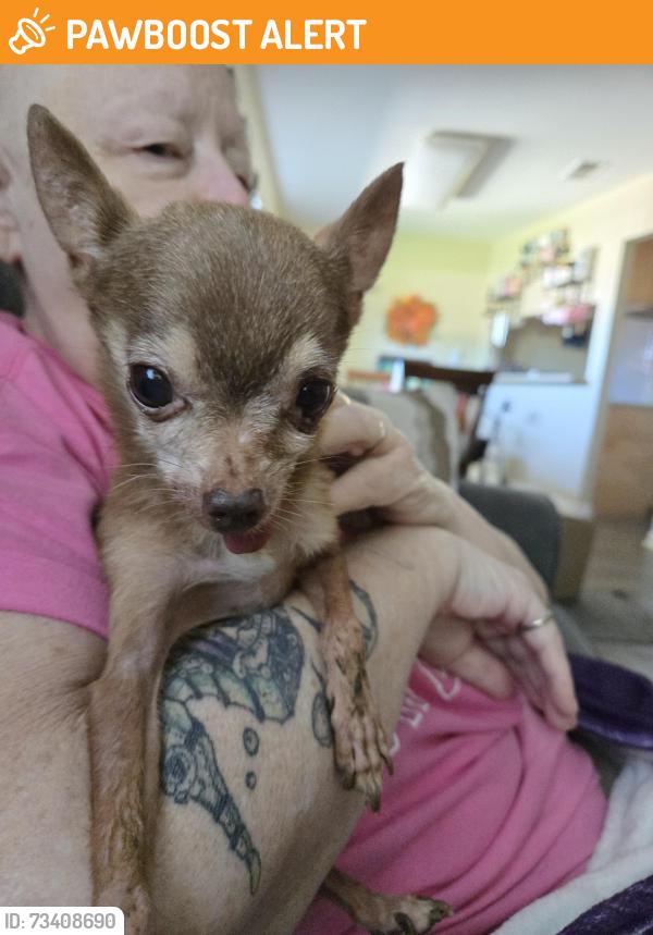 Found/Stray Male Dog last seen Mather Field and White Rock, Sacramento County, CA 95742