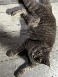 Reunited Female Cat last seen Near Chapman Ave, Garden Grove, CA 92840, USA, Garden Grove, CA 92840