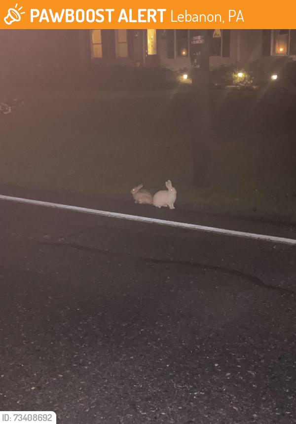 Found/Stray Unknown Rabbit last seen Next to W Oak Street intersection, Lebanon, PA 17042