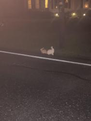 Found/Stray Unknown Rabbit last seen Next to W Oak Street intersection, Lebanon, PA 17042