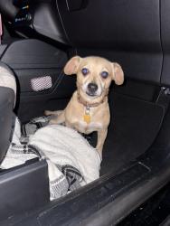 Reunited Male Dog last seen Lloyd Rd, Decatur, GA Battleforest Neighborhood, DeKalb County, GA 30316