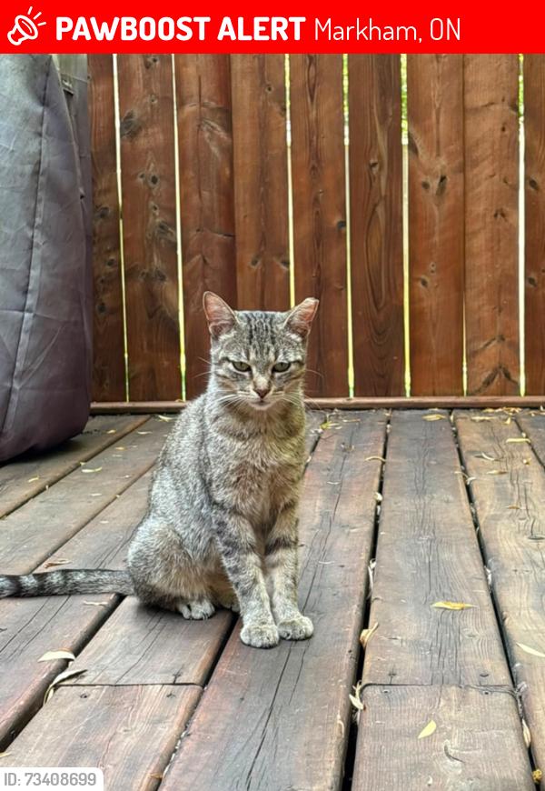 Lost Female Cat last seen Markham road and elson street, Markham, ON 