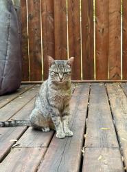 Lost Female Cat last seen Markham road and elson street, Markham, ON 