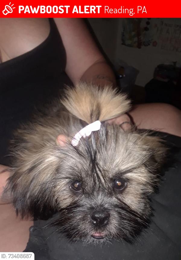 Lost Female Dog last seen Near city Park, Reading, PA 19601