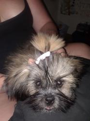 Lost Female Dog last seen Near city Park, Reading, PA 19601