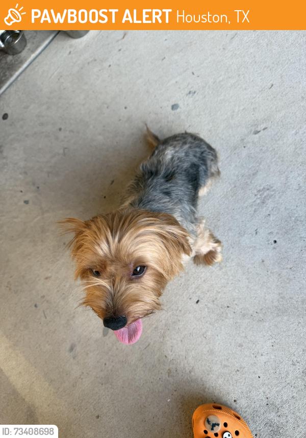 Found/Stray Male Dog last seen Zavalla st / beltway 8, Houston, TX 77085