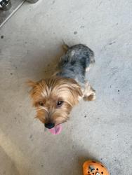 Found/Stray Male Dog last seen Zavalla st / beltway 8, Houston, TX 77085
