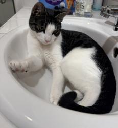 Lost Female Cat last seen Del Este, Lafayette, CA 94549