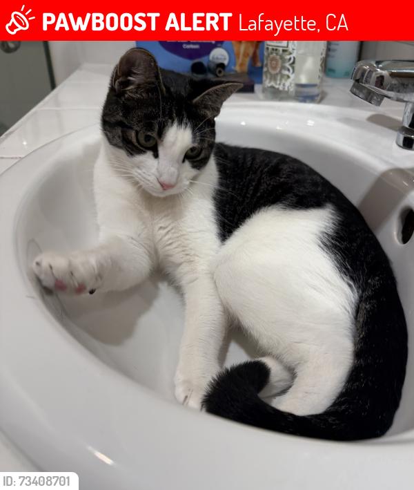 Lost Female Cat last seen Del Este, Lafayette, CA 94549
