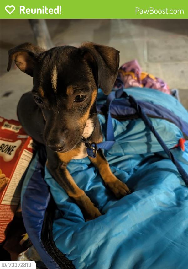 Reunited Male Dog last seen 10th, San Francisco, CA 94103