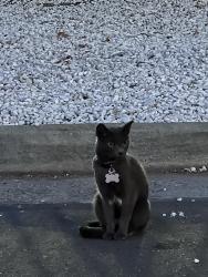 Reunited Unknown Cat last seen near J & J Air Conditioning building, San Jose, CA 95112