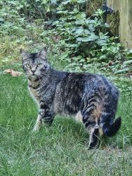 Reunited Unknown Cat last seen Whitman Lake, Benbow Dr. E, Graham, WA 98338