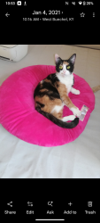 Lost Female Cat last seen Lower hunters and Rockford ln, Louisville, KY 40216