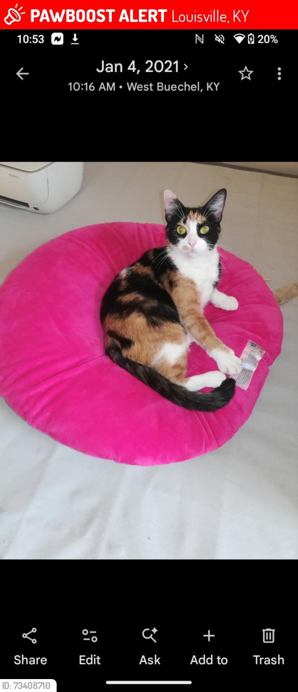 Lost Female Cat last seen Lower hunters and Rockford ln, Louisville, KY 40216