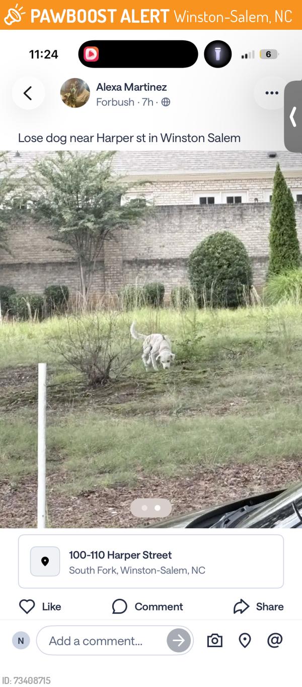 Found/Stray Unknown Dog last seen Stop light to merge on to Silas creek, Winston-Salem, NC 27104