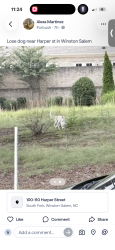 Found/Stray Unknown Dog last seen Stop light to merge on to Silas creek, Winston-Salem, NC 27104
