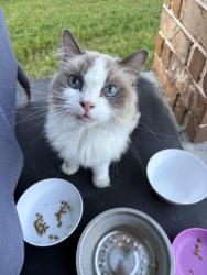 Found/Stray Unknown Cat last seen Harper’s Preserve, Montgomery County, TX 77385