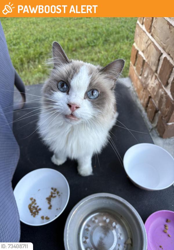 Found/Stray Unknown Cat last seen Harper’s Preserve, Montgomery County, TX 77385