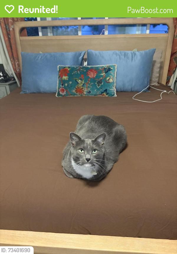 Reunited Male Cat last seen Pegasus, Breen Park, San Diego, CA 92126