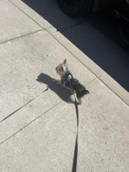Lost Male Dog last seen Ballinger drive, Vineyard, CA 95829