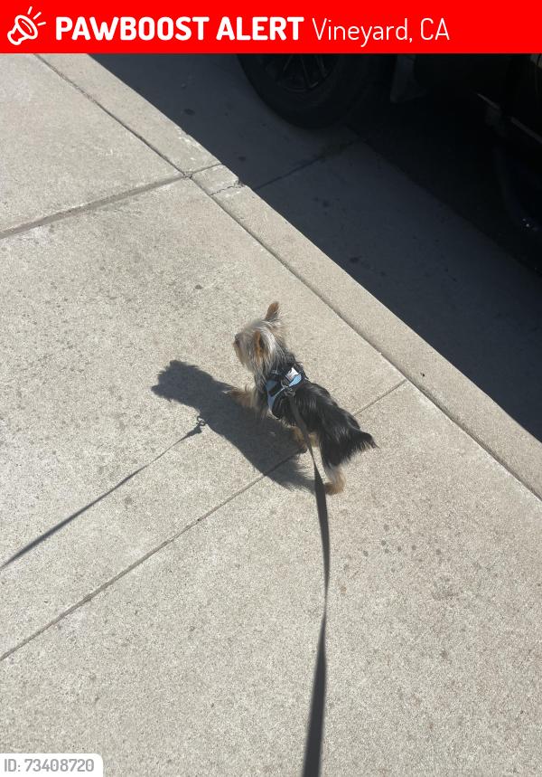 Lost Male Dog last seen Ballinger drive, Vineyard, CA 95829