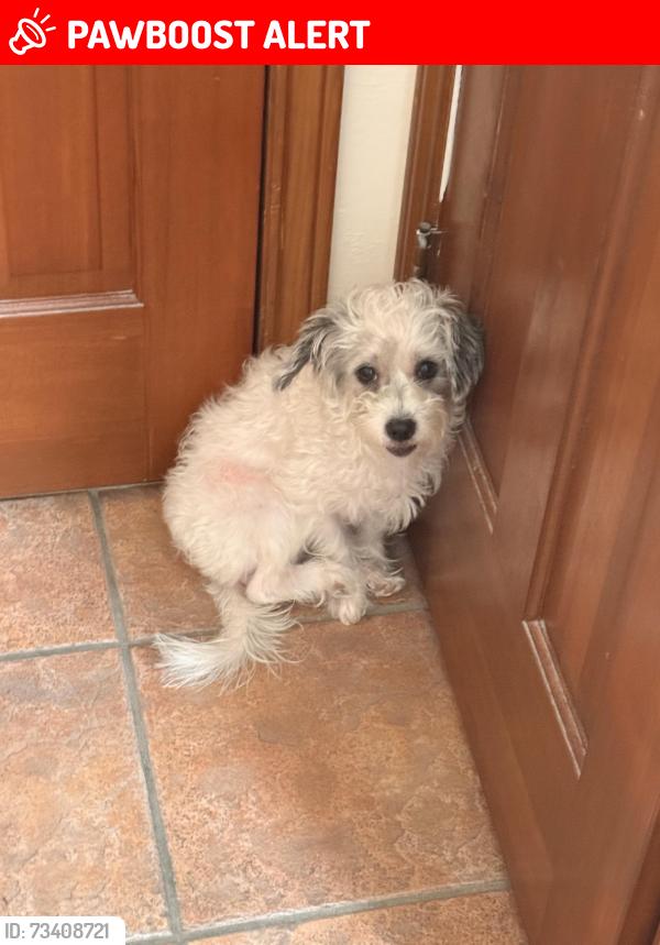 Lost Female Dog last seen Green ave & 1st street near viterbo rd, Beauxart Gardens, TX 77705