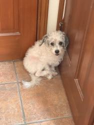 Lost Female Dog last seen Green ave & 1st street near viterbo rd, Beauxart Gardens, TX 77705