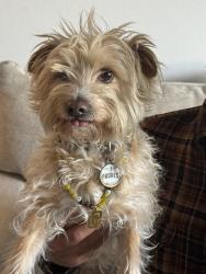 Reunited Male Dog last seen Trinidad Way and San Alberto Way, San Diego, CA 92114
