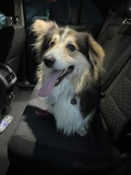 Reunited Male Dog last seen Daffodil Storage, Union Mill, WA 98503