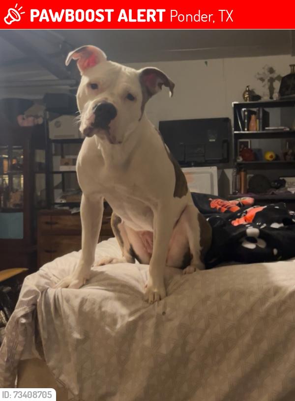 Lost Female Dog last seen Ripy rd, Ponder, TX 76259