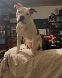 Lost Female Dog last seen Ripy rd, Ponder, TX 76259