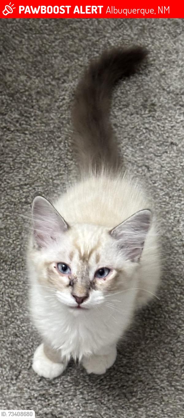 Lost Male Cat last seen Cottonwood apmts, Albuquerque, NM 87114