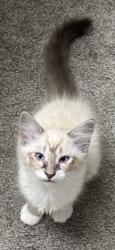 Lost Male Cat last seen Cottonwood apmts, Albuquerque, NM 87114